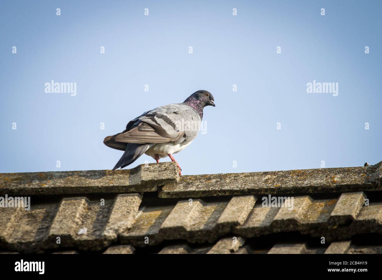 Ancien Tumbler autrichien (Altösterreichischer Tümmler), un pigeon d'Autriche Banque D'Images Ancien Tumbler autrichien (Altösterreichischer Tümmler), un pigeon d'Autriche Banque D'Images