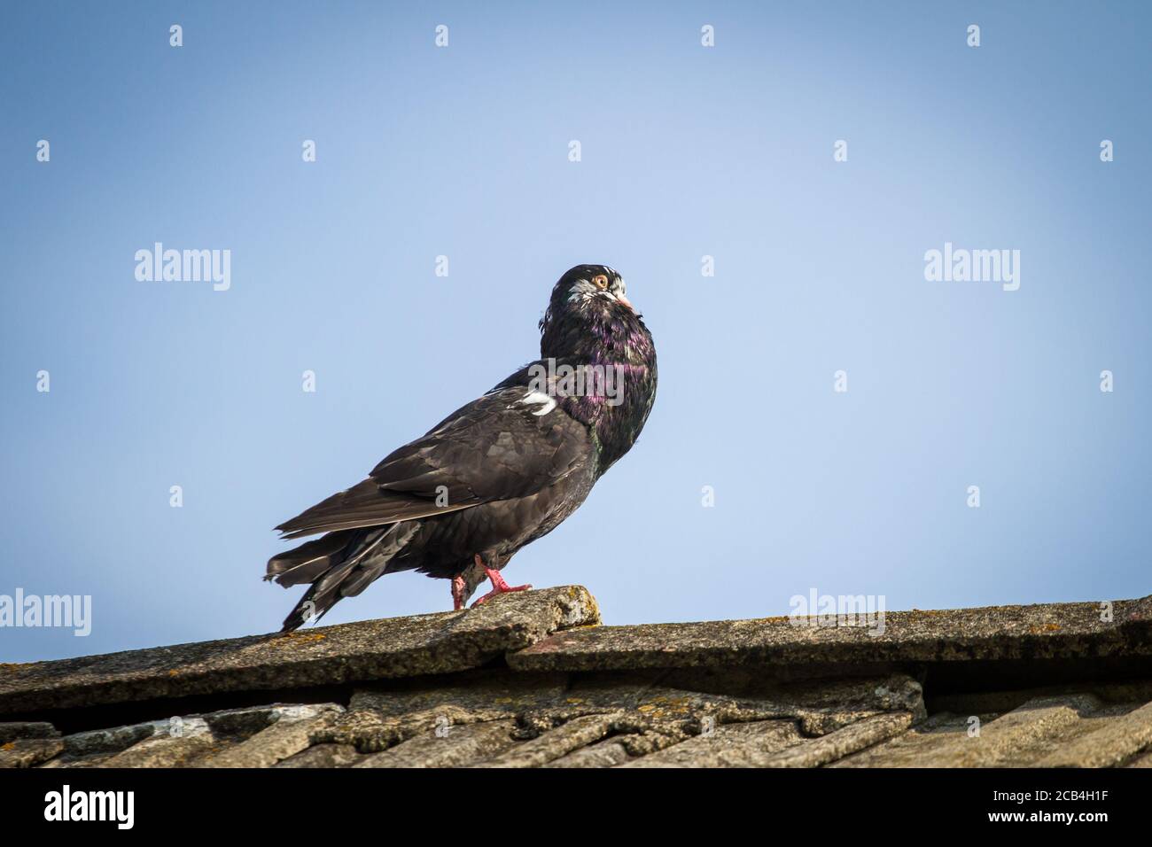 Waldviertel cropper pigeon (Waldviertler Kröpfer), une race autrichienne de pidgeon en danger critique d'extinction Banque D'Images Waldviertel cropper pigeon (Waldviertler Kröpfer), une race autrichienne de pidgeon en danger critique d'extinction Banque D'Images