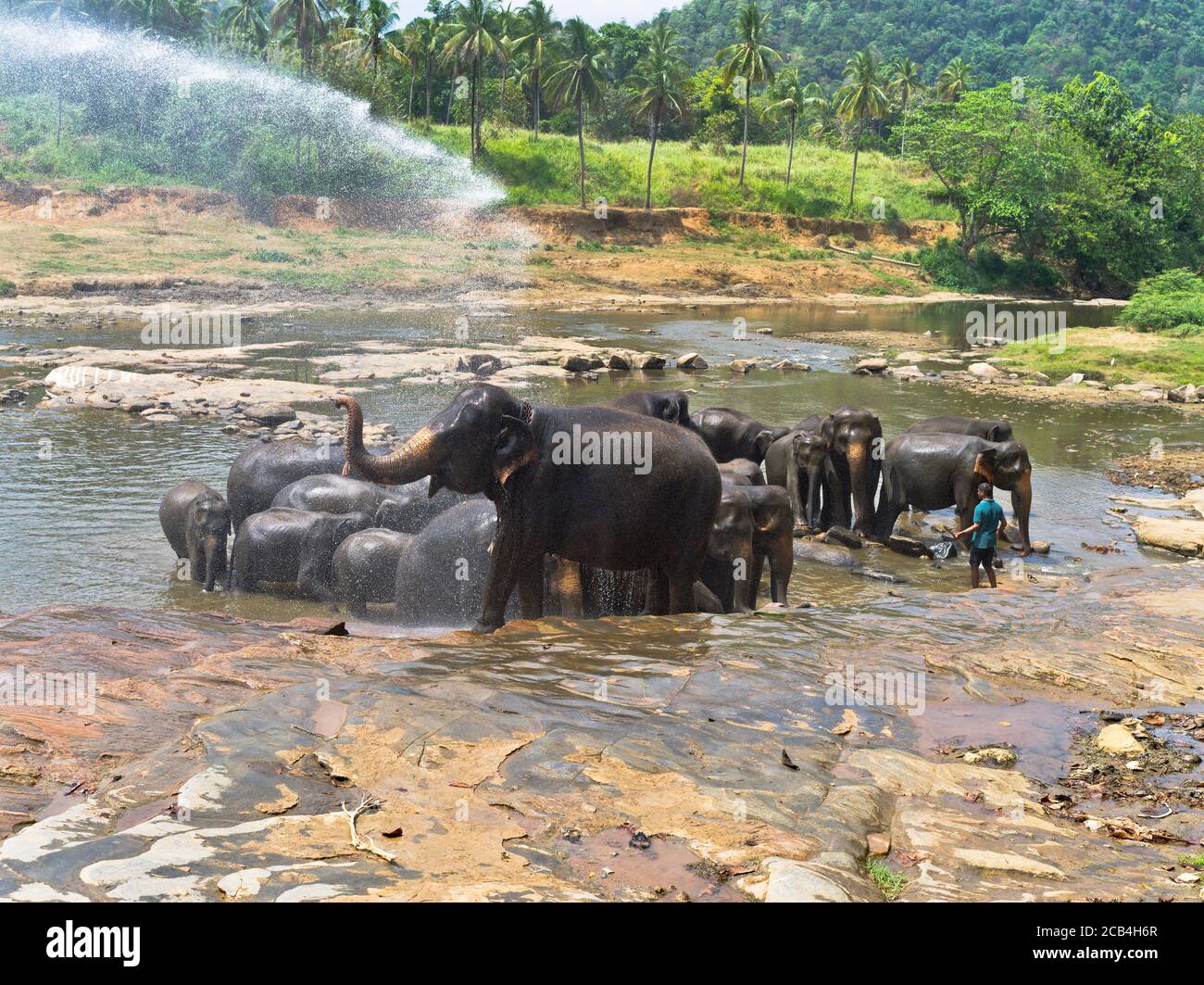 dh orphelinat d'éléphant PINNAWKA SRI LANKA temps de baignade troupeau de éléphants dans le trou d'eau de rivière Banque D'Images
