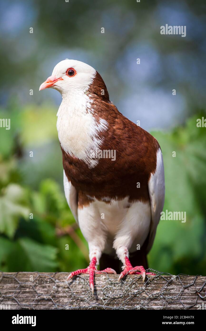 Österreichischer Ganselkröpfer, un pigeon de cropper en voie de disparition originaire d'Autriche Banque D'Images Österreichischer Ganselkröpfer, un pigeon de cropper en voie de disparition originaire d'Autriche Banque D'Images