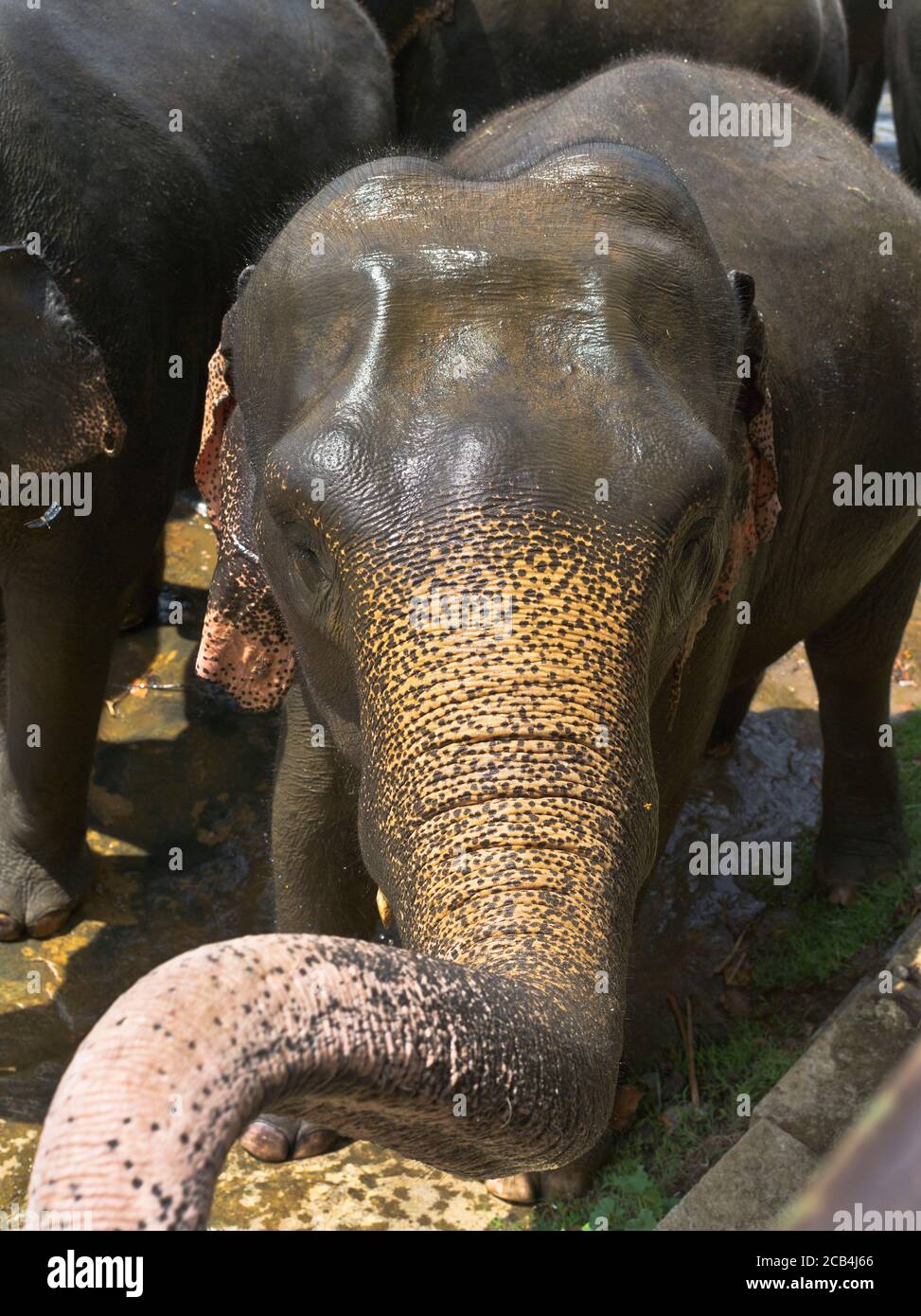 dh Elepha maximus maximus PINNAWKA SRI LANKA ASIE Sri Lankan vue sur le front de mer des éléphants sur le tronc asiatique gros plan Banque D'Images