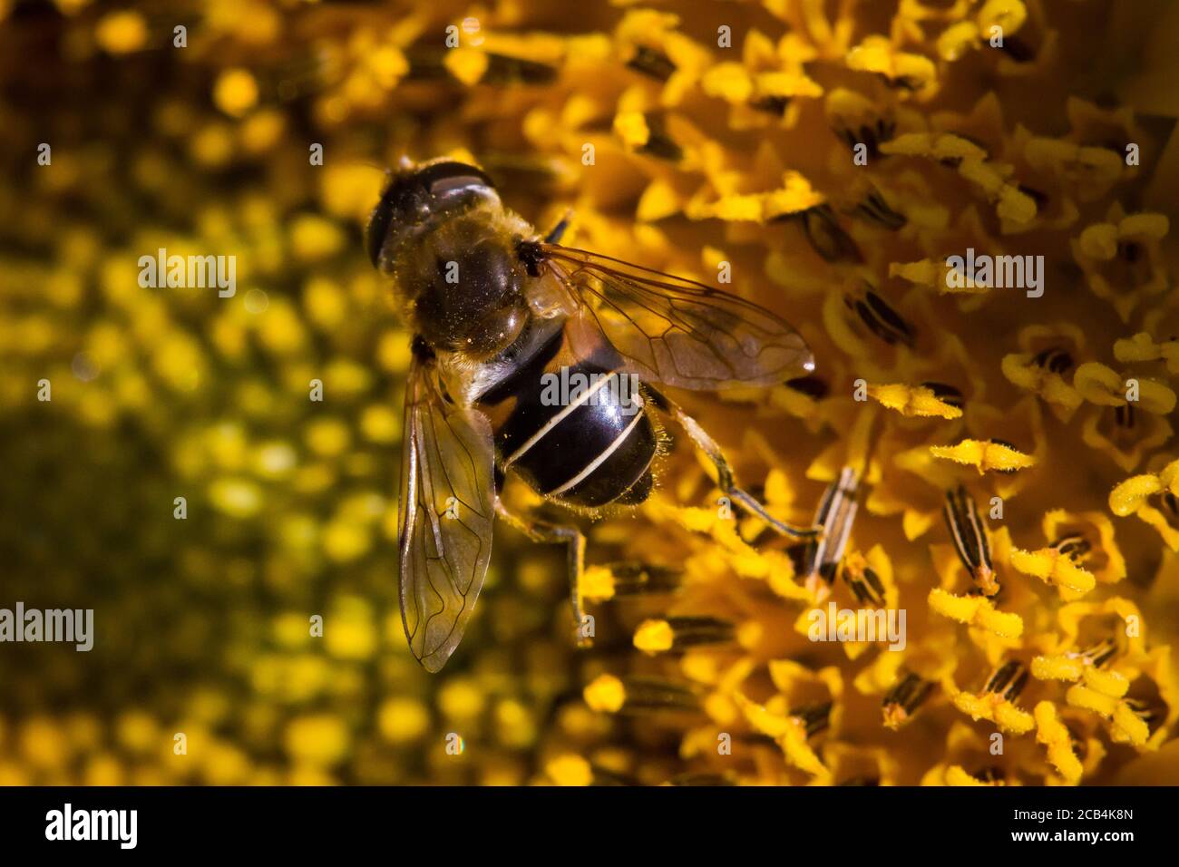 Alimentation en surmouche (Syrphidae) Banque D'Images