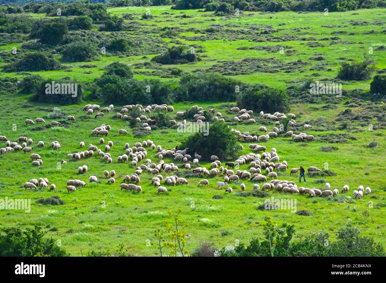 Troupeau de moutons et sheppard Banque D'Images