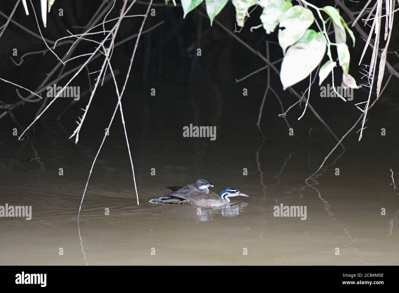 Sungrebe nagez avec poussin dans le dos, en Amérique centrale Banque D'Images