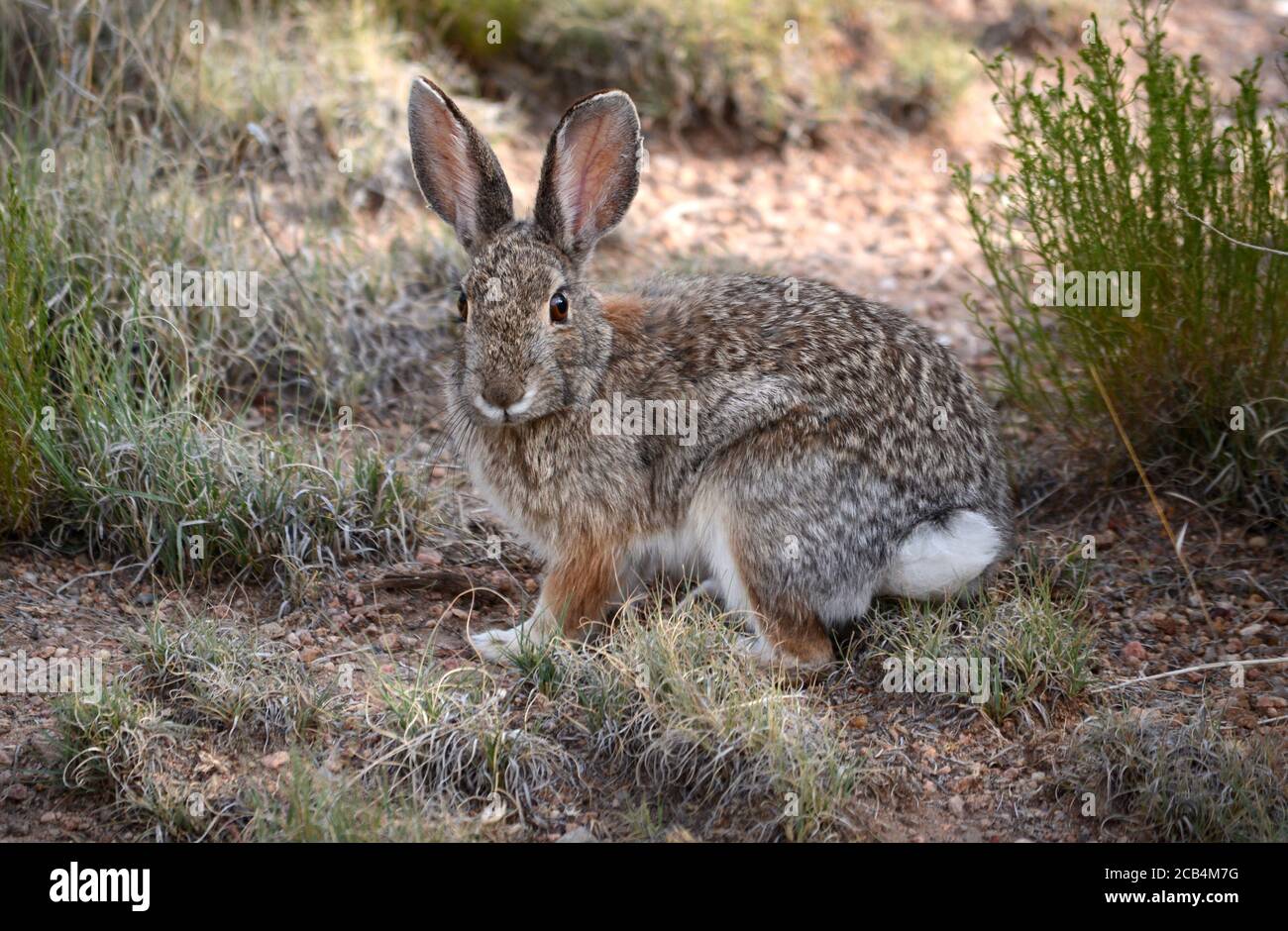 Un lapin de queue de cotonnière dans le désert américain (Sylvilagus audubonii). Banque D'Images