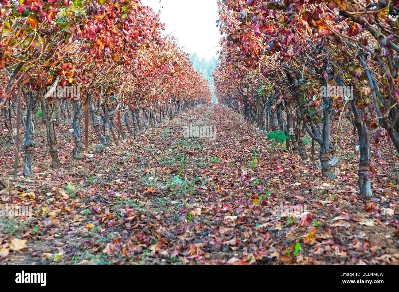 Feuilles de vigne aux couleurs de l'automne Banque D'Images