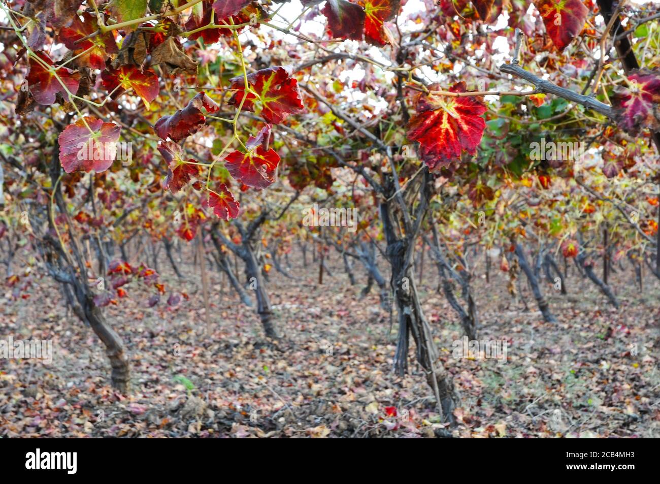 Feuilles de vigne aux couleurs de l'automne Banque D'Images