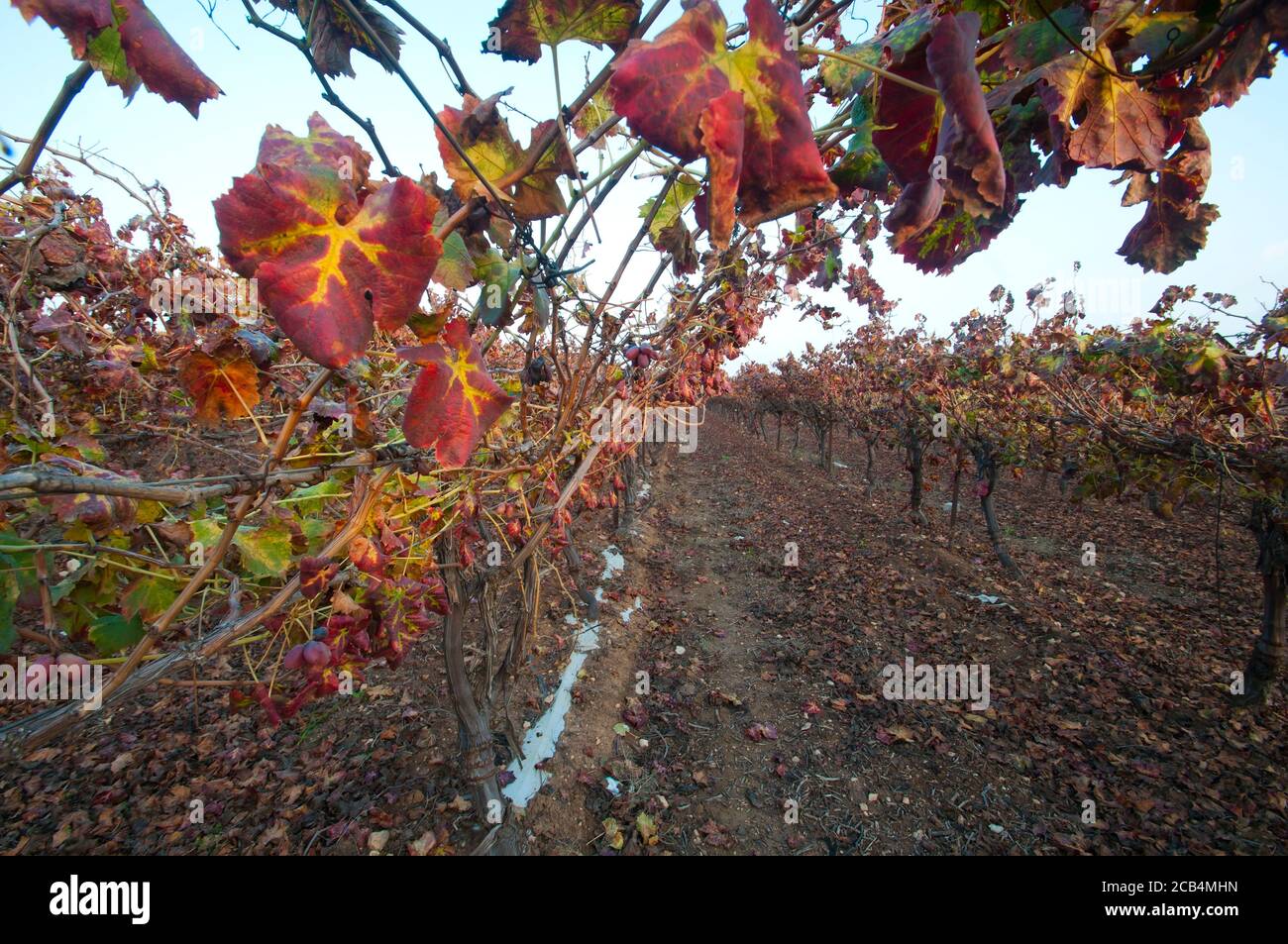 Feuilles de vigne aux couleurs de l'automne Banque D'Images