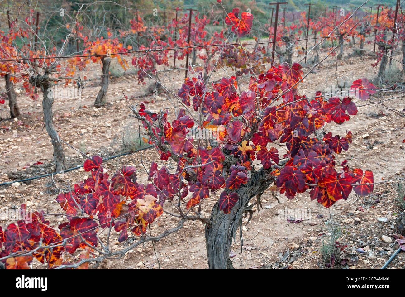 Feuilles de vigne aux couleurs de l'automne Banque D'Images