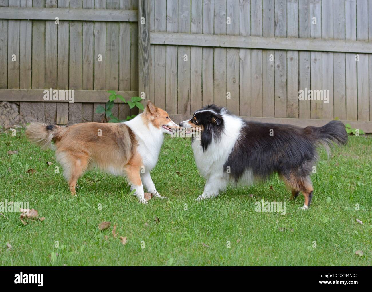 Deux chiens de berger des brise-vent (shelties) se battent sur un bâton à l'extérieur dans une cour clôturée. Banque D'Images