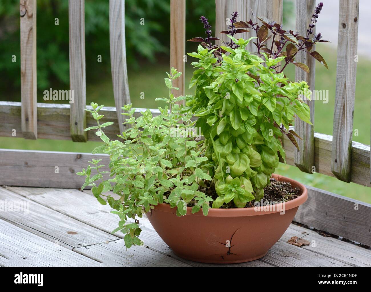 Herbes poussant dans un pot de patio Banque D'Images