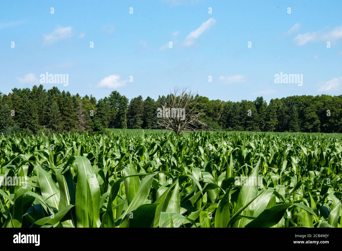 Beauté du Wisconsin Banque D'Images