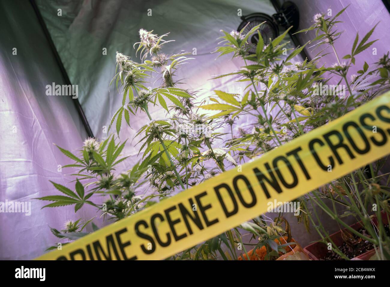 Plantation illégale de cannabis à l'intérieur d'une boîte de culture privée avec bande jaune de police scène de crime ne pas traverser. Concept de culture illégale de drogue de marijuana. Banque D'Images