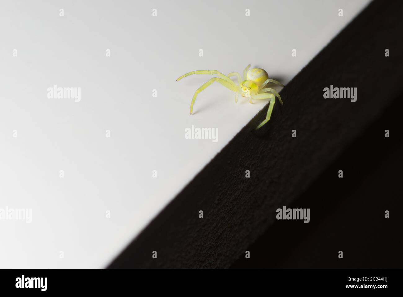 Photo de super macro abstraite inhabituelle d'une araignée noire à pieds jaunes, avec des moitiés noires et blanches entre lesquelles l'araignée se balance. Banque D'Images