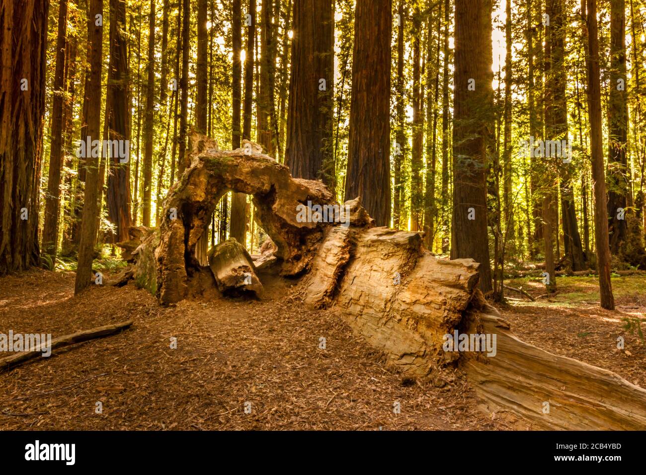Séquoia mort formant un tunnel dans le parc national de Redwood Forest, Californie Banque D'Images