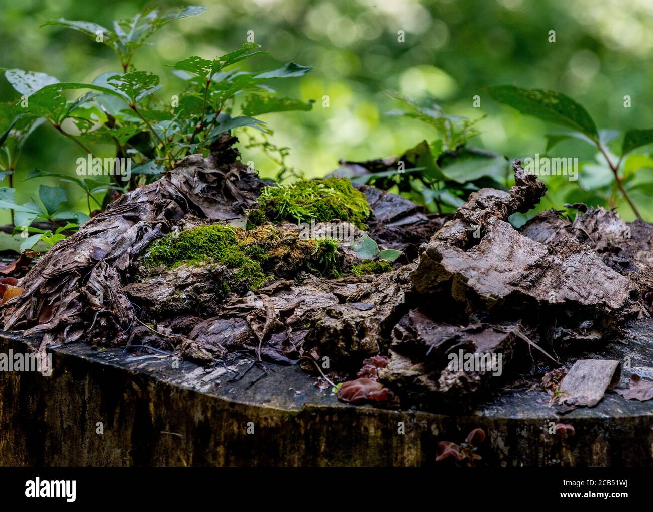 Mousse et lichen cultivés sur un vieux tronc d'arbre coupé. Banque D'Images