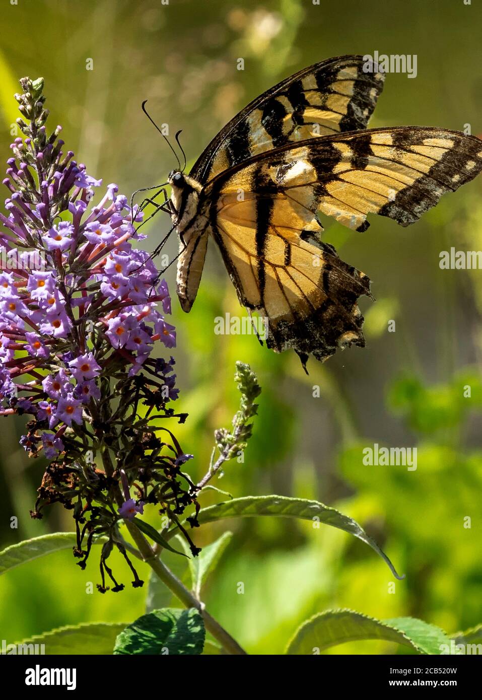 Le monarque papillon s'allume sur un papillon Bush. Banque D'Images