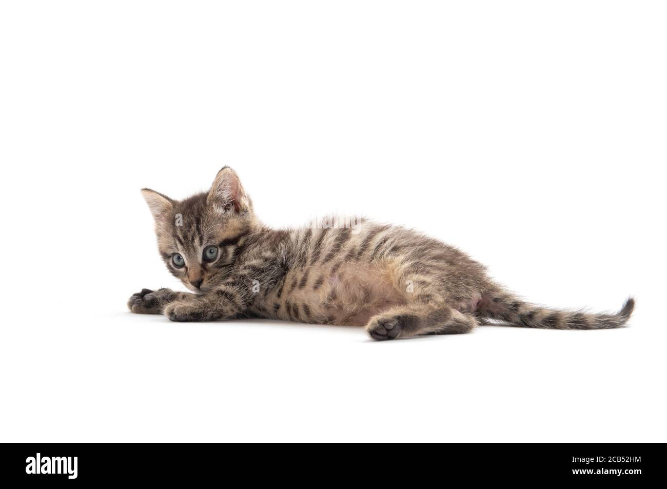 joli bébé tabby chaton isolé sur fond blanc Banque D'Images