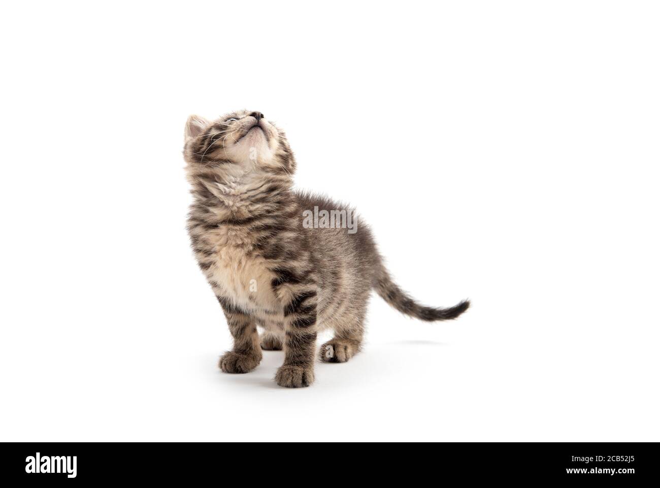 joli bébé tabby chaton isolé sur fond blanc Banque D'Images