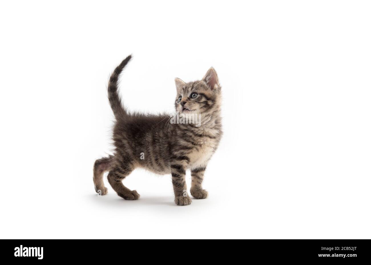 joli bébé tabby chaton isolé sur fond blanc Banque D'Images