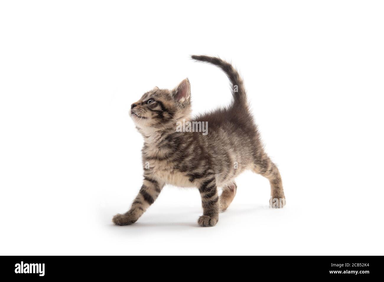 joli bébé tabby chaton isolé sur fond blanc Banque D'Images