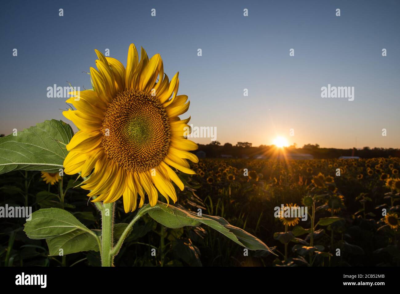 Tournesol dans un champ de ferme au coucher du soleil en été dans le Midwest rural des États-Unis. Banque D'Images