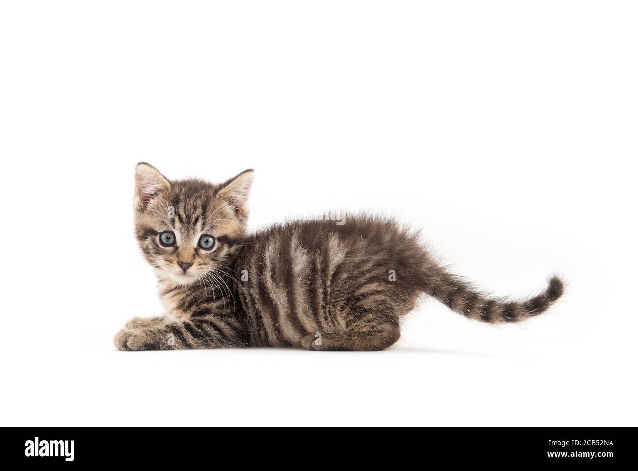 joli bébé tabby chaton isolé sur fond blanc Banque D'Images