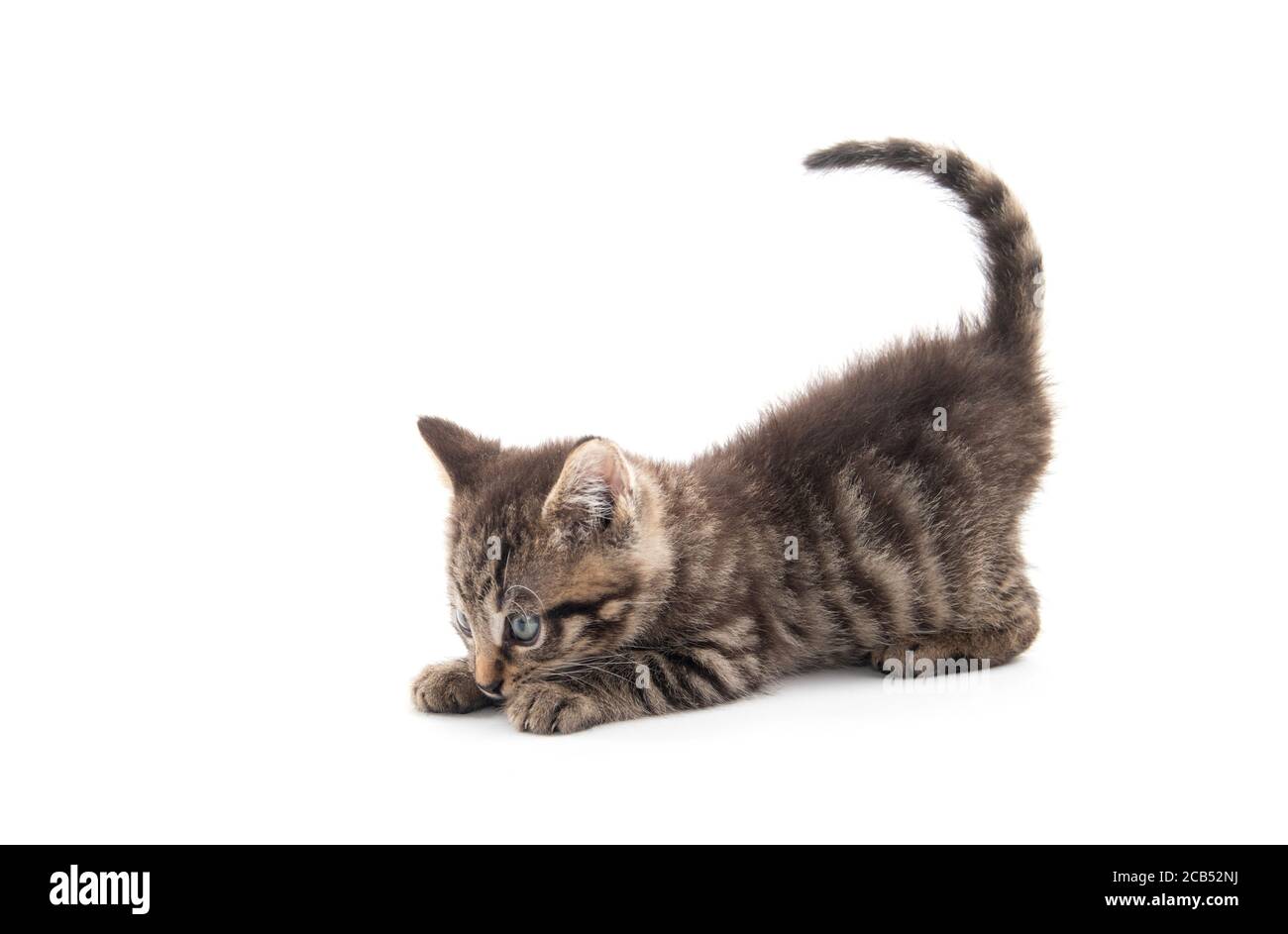 joli bébé tabby chaton isolé sur fond blanc Banque D'Images