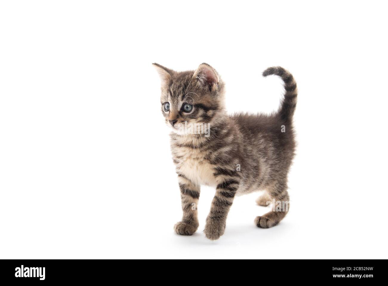 joli bébé tabby chaton isolé sur fond blanc Banque D'Images