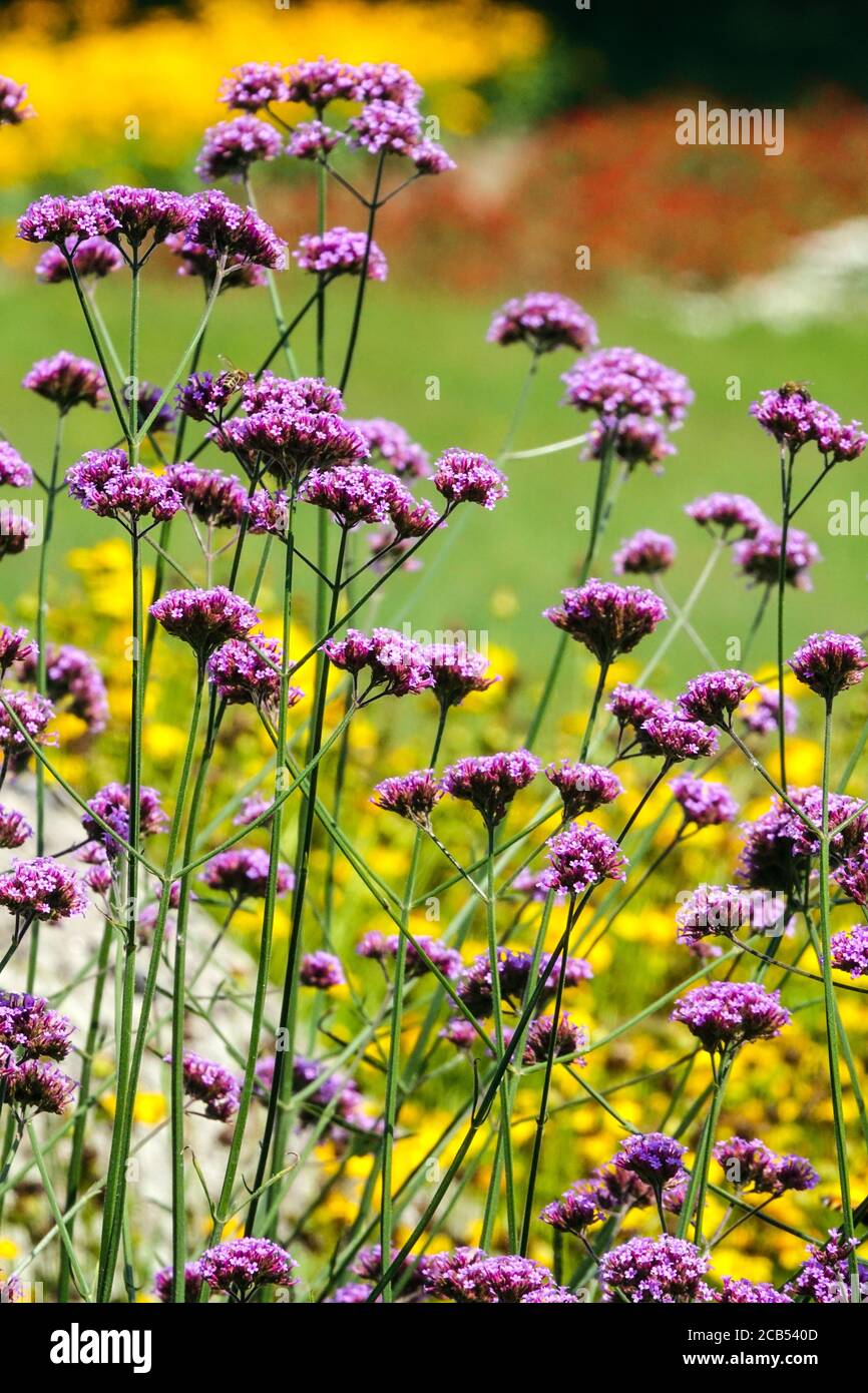 Bordure pourpre de Verbena bonariensis. Fleurs argentines dans le jardin coloré fleuri Banque D'Images