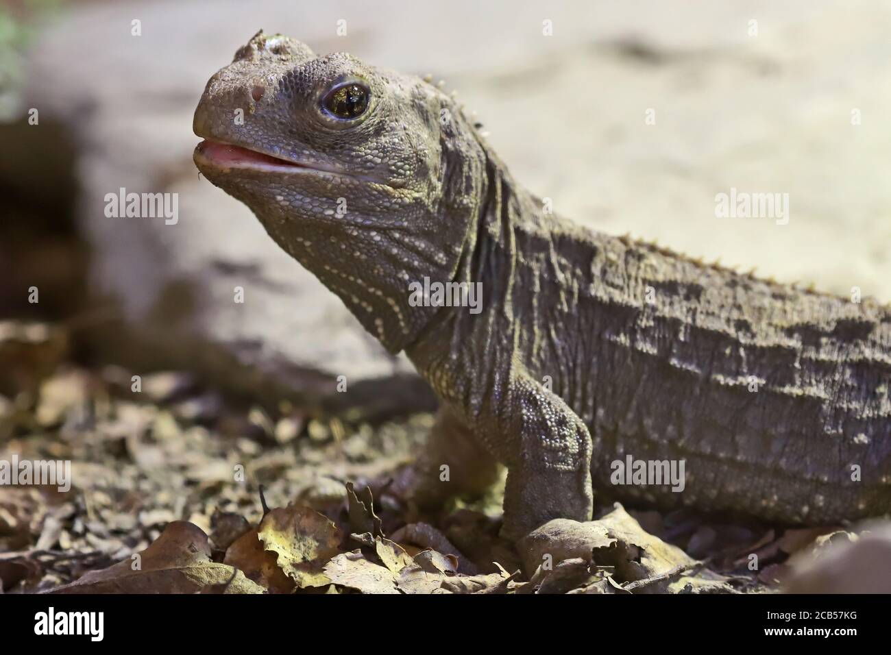 Gros plan de Tuatara en Nouvelle-Zélande Banque D'Images
