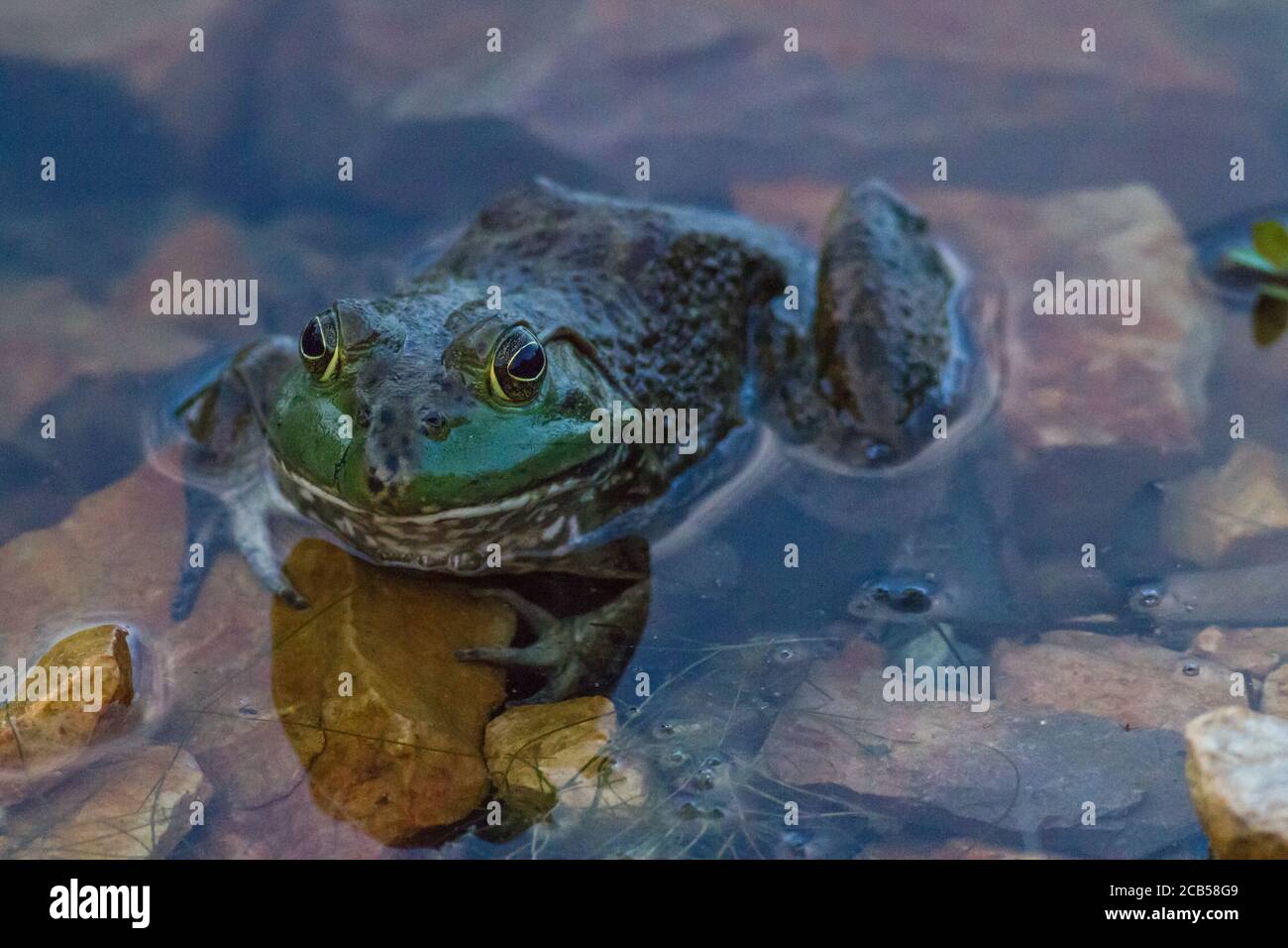 American Bullfrog Banque D'Images