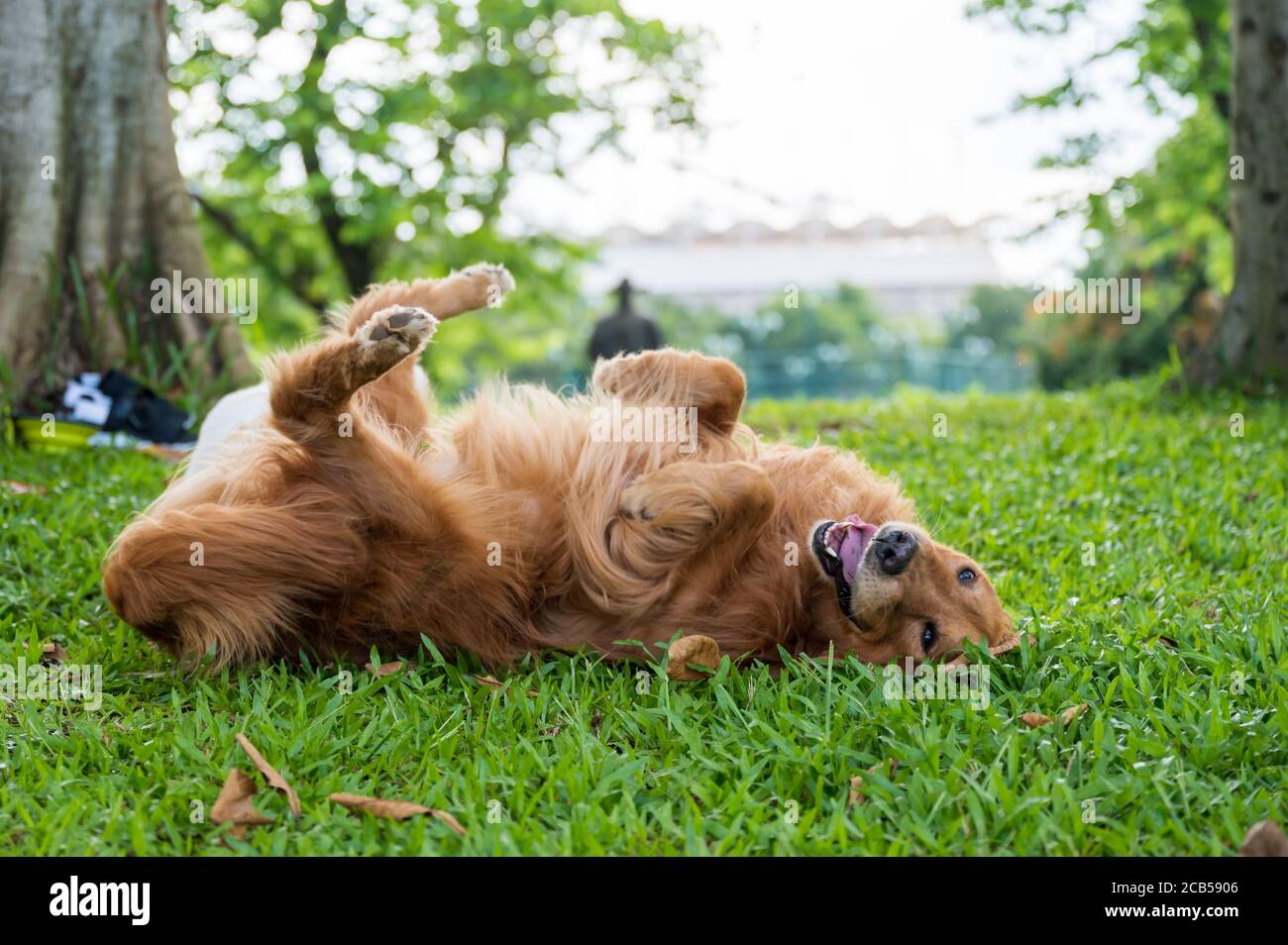 Golden retriever roulant sur l'herbe Banque D'Images