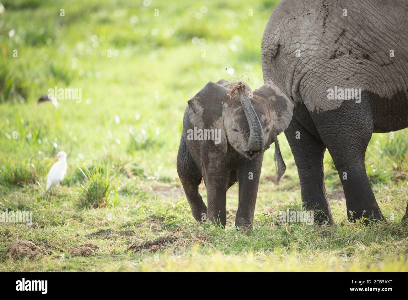 Bébé éléphant et l'aigrette de bétail debout près de la mère d'éléphant dans Amboseli Kenya Banque D'Images