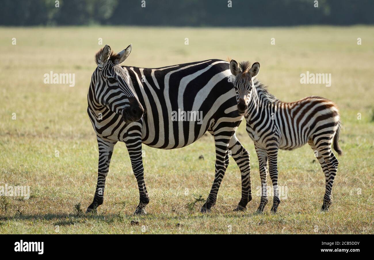 Maman Et Bebe Zebre Banque D Image Et Photos Alamy