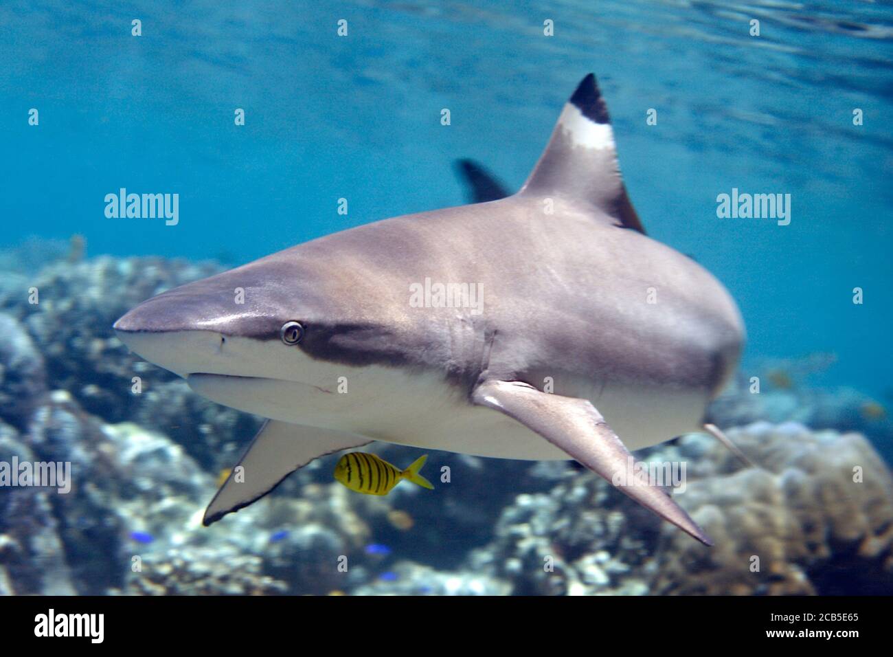 Requin récif de Blacktip, Carcharhinus melanopterus, baignade au-dessus du récif de corail. Avec le poisson pilote, Gnathanodon speciosus. Uepi, Îles Salomon Banque D'Images