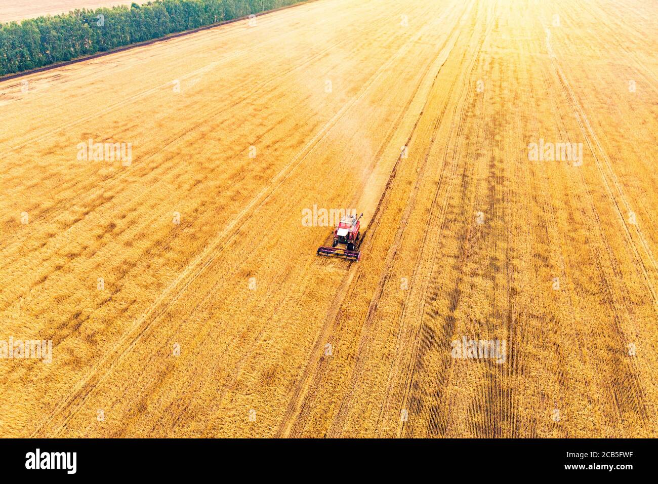 Machine agricole récolte la récolte dans les champs. Exploitation en automne le matin à l'aube. comptabilité dans la région de l'Altaï en Russie. Banque D'Images