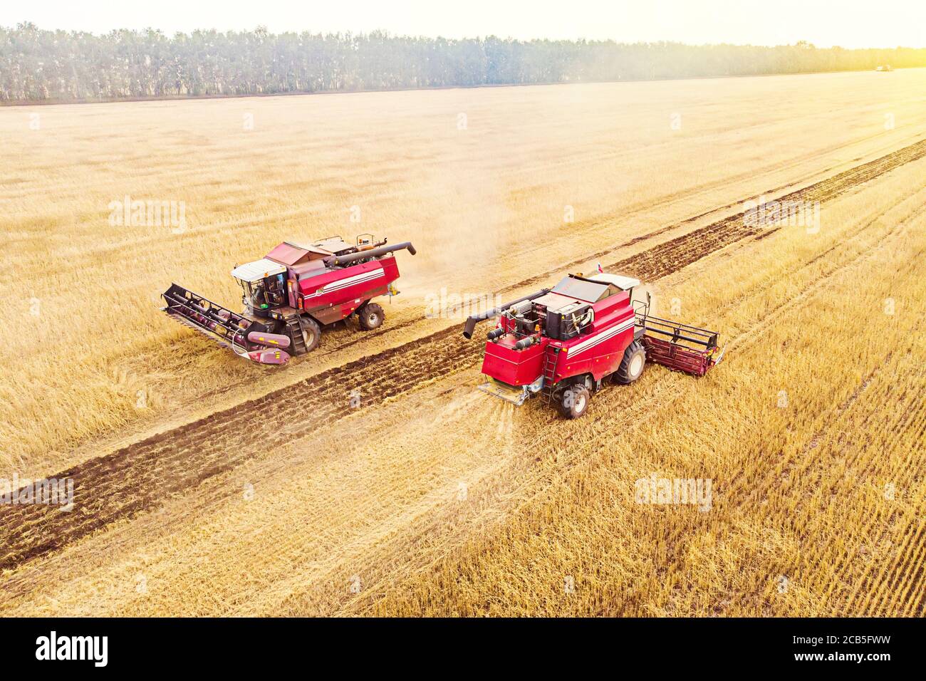 Machine agricole récolte la récolte dans les champs. Exploitation en automne le matin à l'aube. comptabilité dans la région de l'Altaï en Russie. Banque D'Images
