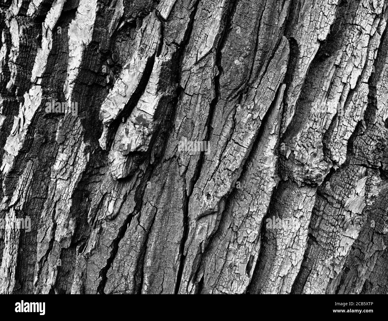 Structure détaillée arbre de texture dans le parc extérieur, Gdansk Brzezno. Banque D'Images