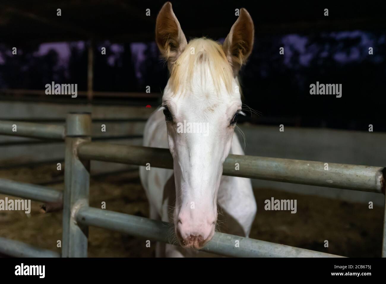 Closeup portrait of a Horse Banque D'Images