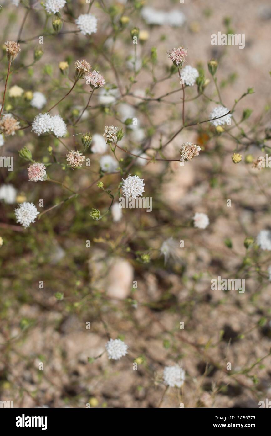 Inflorescences blanches de Pinobcoussin de galet, Chaenactis Carphoclinia, Asteraceae, annuel indigène, Twentynine Palms, désert de Mojave méridional, Springtime. Banque D'Images