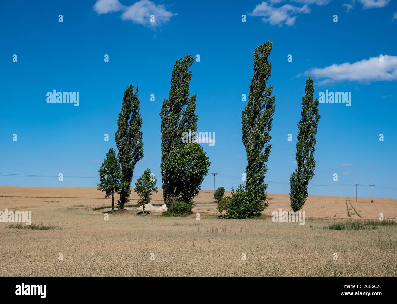 Arbres sur le champ de blé en été Banque D'Images