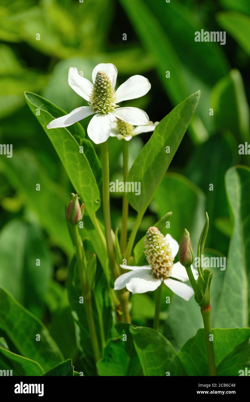 Fleurs jaune-vert de perles Apache, Anemopsis californica également connu sous le nom de yerba mansa ou queue de lézard Banque D'Images