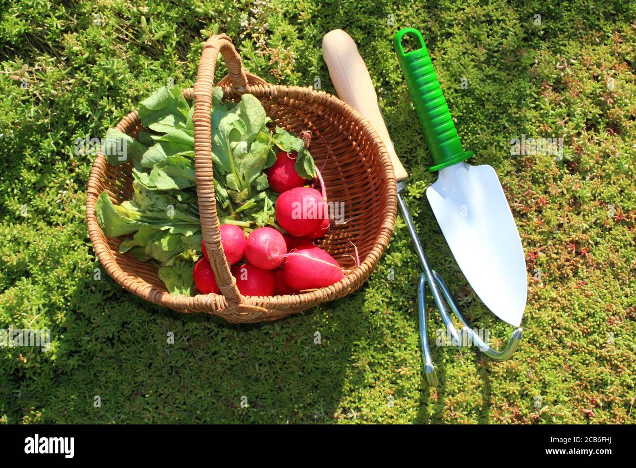 La photo montre le radis dans un panier dans le jardin Banque D'Images