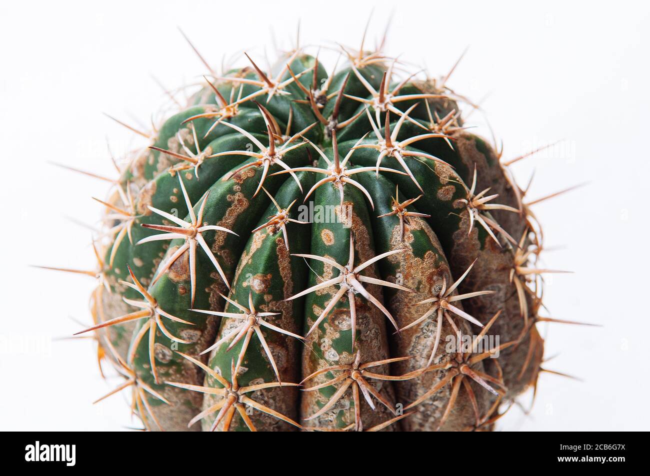 Pourriture sèche du cactus Banque de photographies et d'images à haute  résolution - Alamy