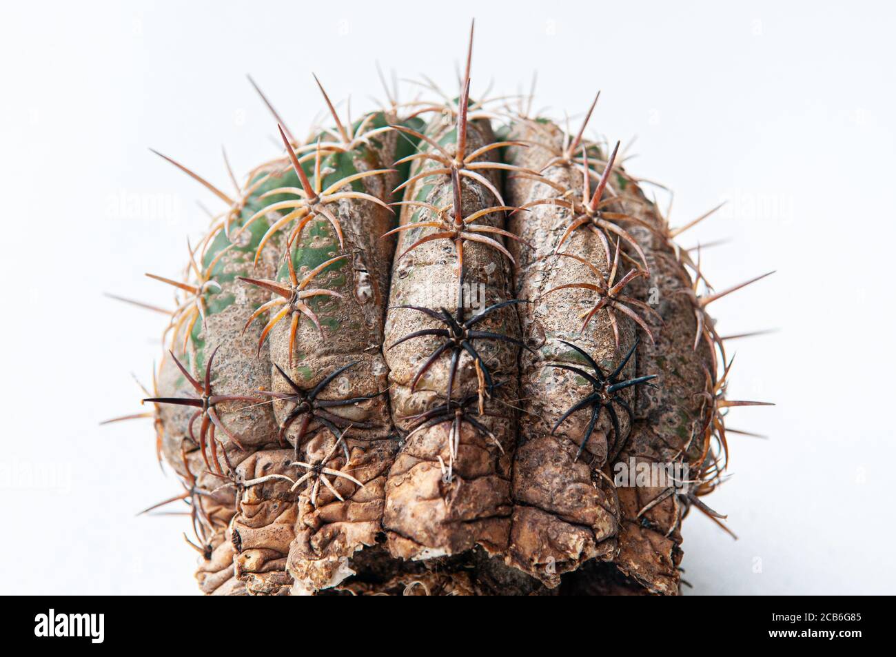 Maladie de Cactus pourriture sche des racines cause par des champignons,  dommages graves champignons infects Gymnocalycium cactus isol sur fond  blanc montrant une grave damge  s Photo Stock - Alamy