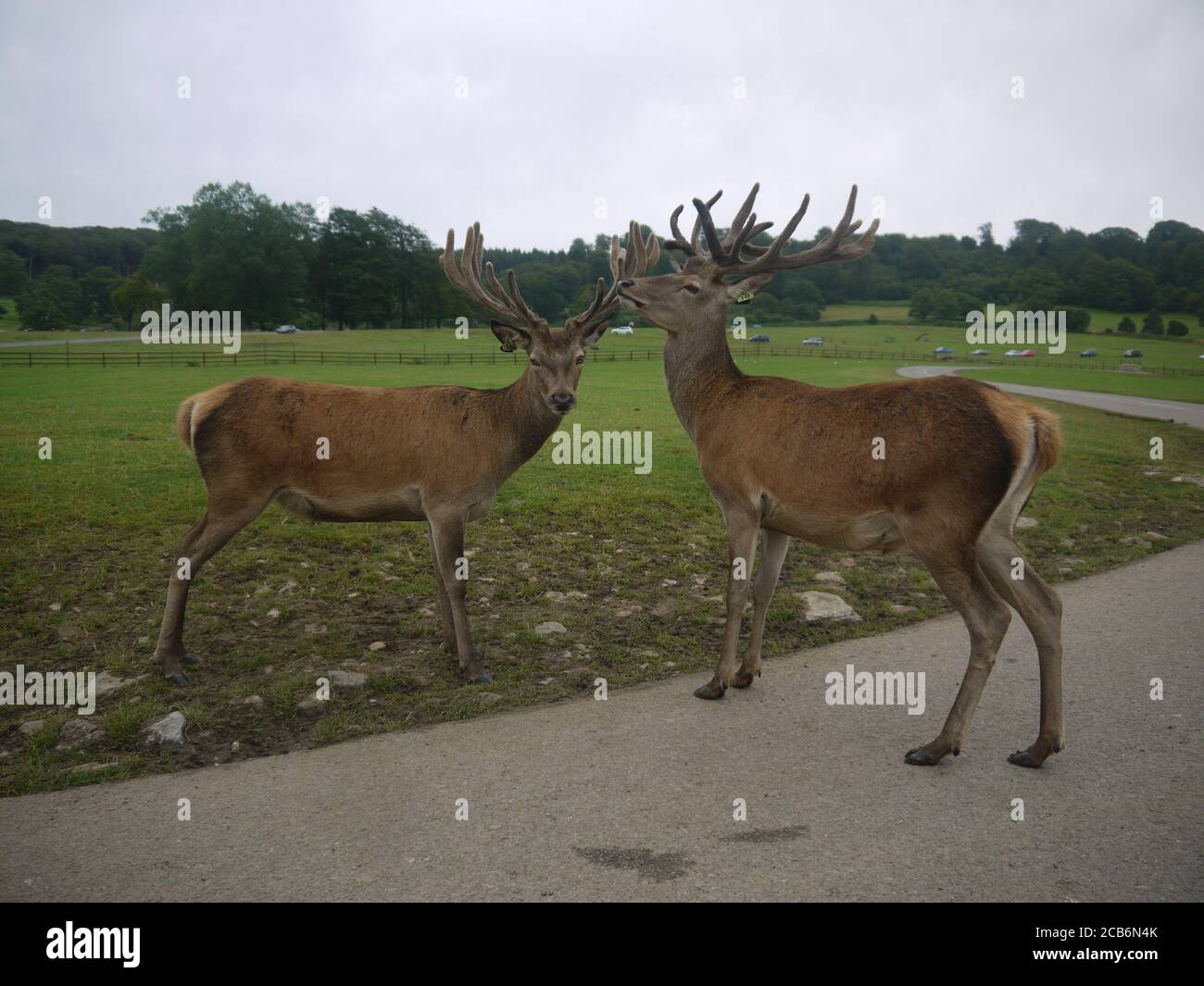 Deux stags dans la route d'un Drive à travers Safari Banque D'Images