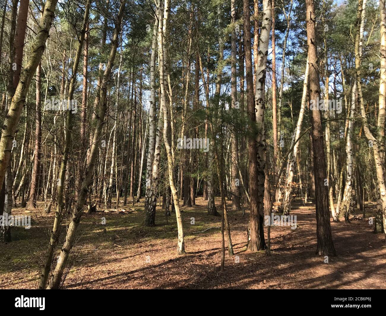 Forrest britannique Banque D'Images
