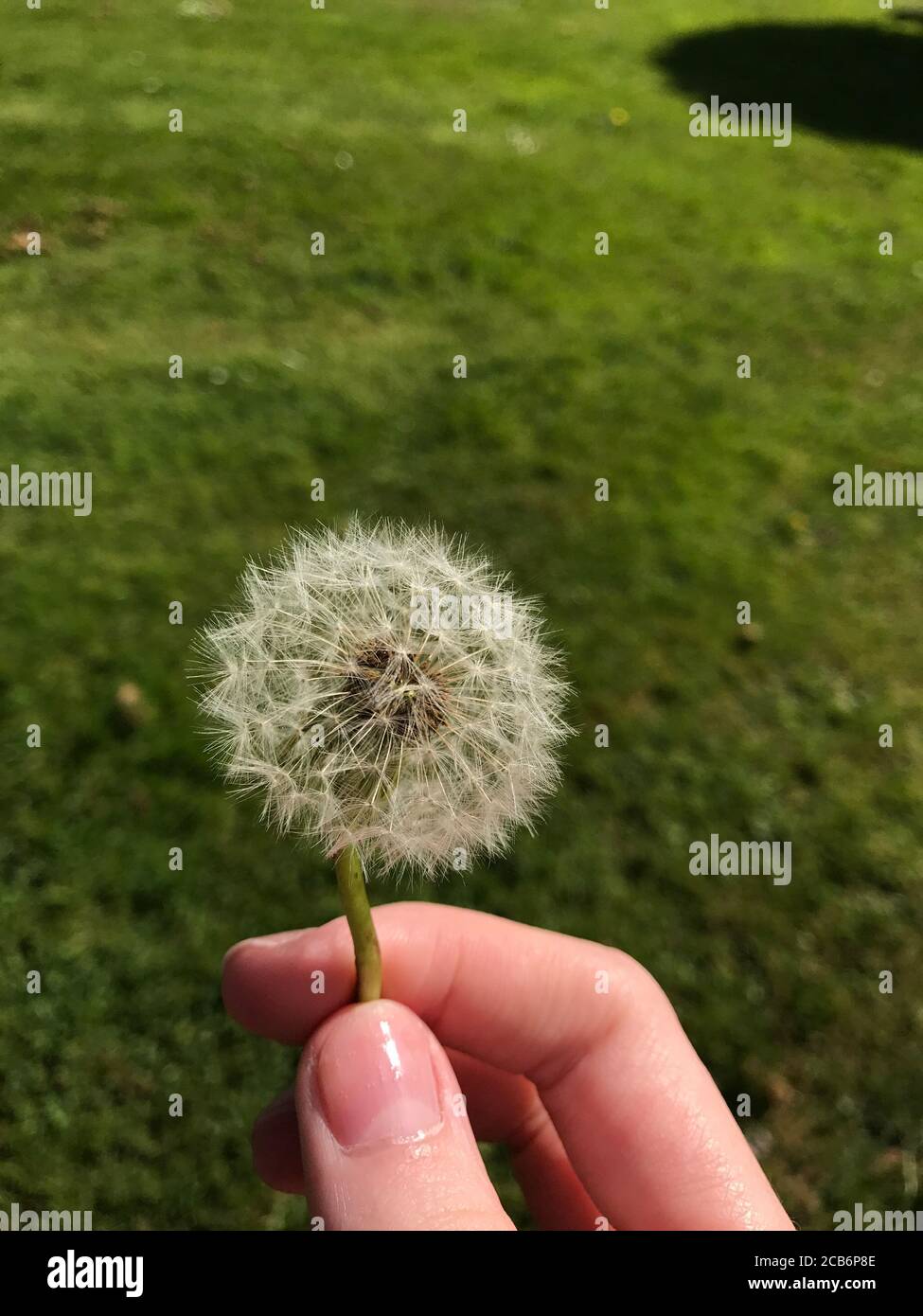 Tenant un pissenlit Banque D'Images