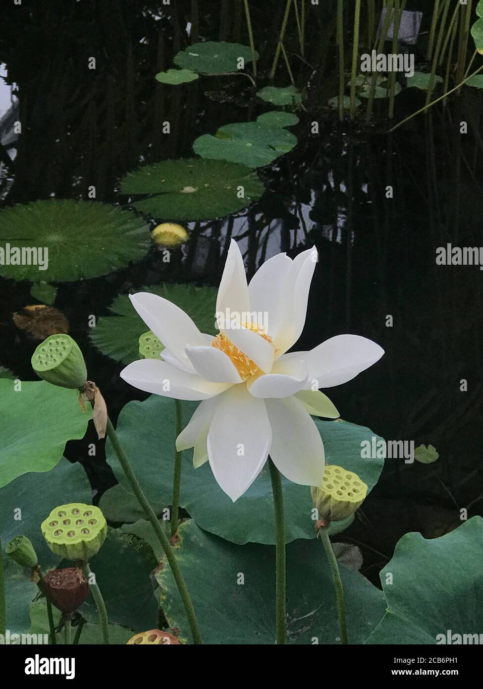 White Water-Lily autrement connu sous le nom de Nymphaea Alba Banque D'Images